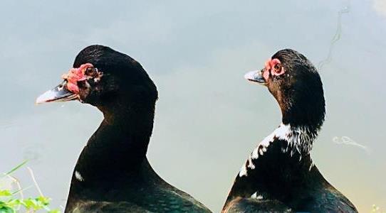 番鴨市場價一斤多少錢