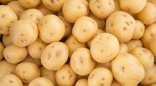 土豆種植成本和利潤(rùn)多少