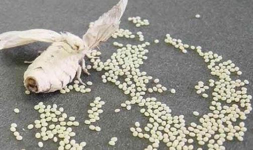 蠶結繭后幾天蠶蛾從繭中鉆出來