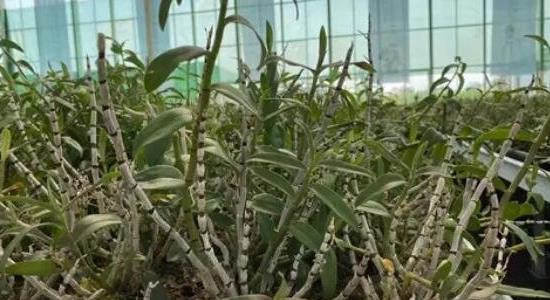 國(guó)家扶持的種植藥材有哪些