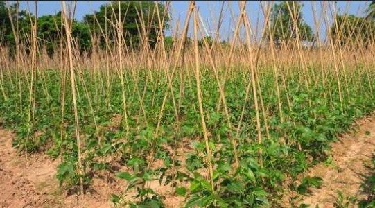 土豆種植成本和利潤(rùn)多少