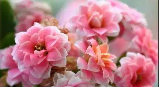 長壽花的養(yǎng)殖方法和注意事項(xiàng)