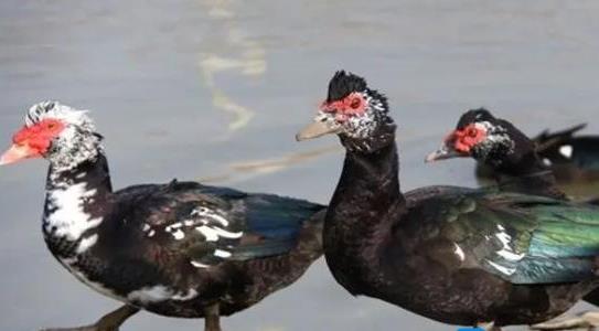 番鴨市場價一斤多少錢