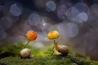 動物避雨的方法有哪些