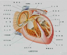 傳導(dǎo)麻醉法的方法及特點(diǎn)有哪些