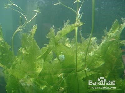 沉水植物的養(yǎng)護(hù)方法有哪些