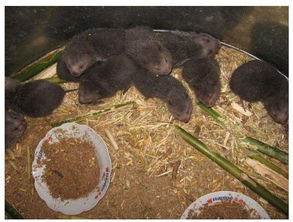 竹鼠的養(yǎng)殖條件方法應(yīng)注意哪些問題