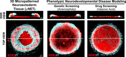 神經(jīng)組織研究方法有哪些