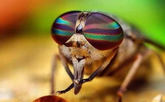 哪些動物有獲取食物的特殊方法