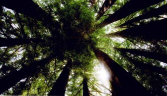 觀察樹木時能使用哪些方法有哪些