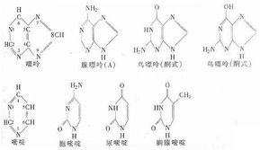 核酸含量的測定方法有哪些各有何優(yōu)缺點