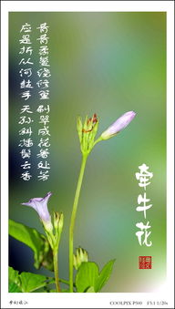 牽?；ǖ念B強(qiáng)詩(shī)句古詩(shī)