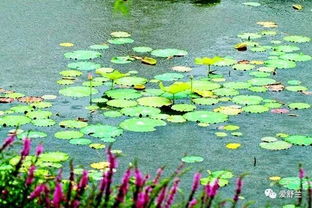 古詩(shī)表現(xiàn)夏季景象的詩(shī)句