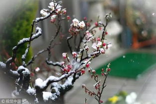 關(guān)于梅的古詩(shī)句有哪些,關(guān)于梅的古詩(shī)句子,帶有梅的古詩(shī)句