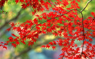 關于紅葉的愛情詩句