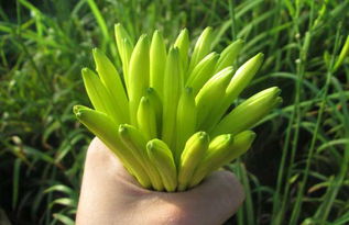 黃花菜古詩句