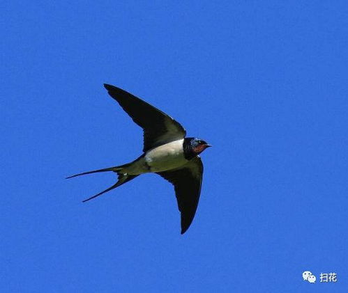 描寫燕子的古詩(shī)句有什么作用