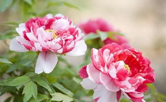 關(guān)于贊揚(yáng)花博會(huì)的詩句