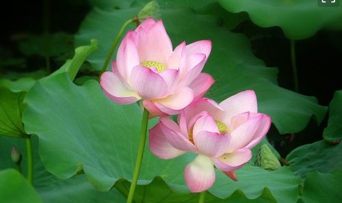 關于荷花景色的詩句古詩詞
