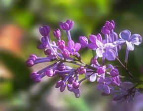 中國有什么詩句是關(guān)于丁香花