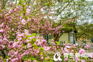 詩句,花季,春天