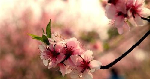 桃花千古詩句