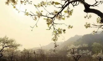古詩(shī)中帶梨花的詩(shī)句有哪些,古詩(shī)中含有梨花的詩(shī)句三年級(jí),古詩(shī)中含有梨花的詩(shī)句