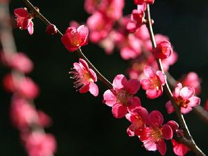 梅花的寓意和關于梅花詩句