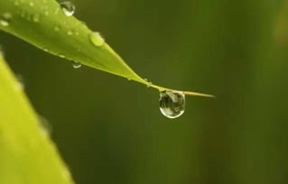 關(guān)于白露的帶木的詩句