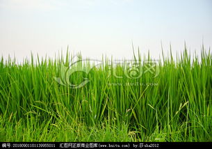 關(guān)于水稻生長的詩句