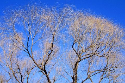 含冬的詩句古詩,含冬字的詩句古詩,冬菊的詩句古詩