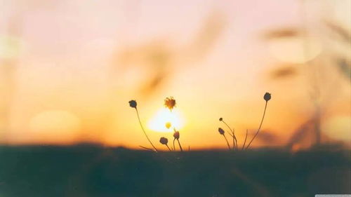 關(guān)于生活愜意的詩句