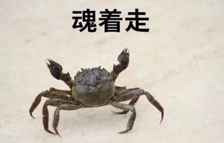 關于螃蟹的詩句有哪些,秋天關于螃蟹的詩句,關于螃蟹的詩句李白