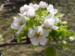 古詩,梨花,詩句,桃花