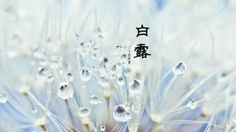 關于的白露詩句