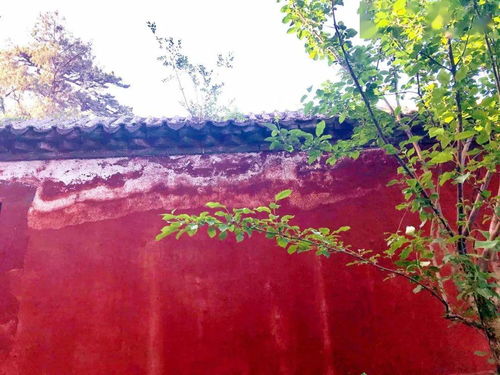 形容紅墻綠瓦的古詩(shī)句