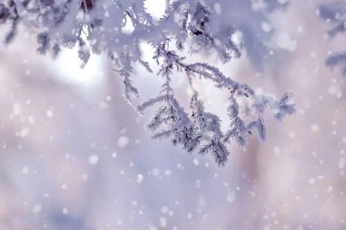 古詩,詩句,大全,于雪