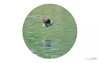 關(guān)于寫晨游的現(xiàn)在詩句