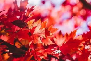 古詩紅葉開頭的古詩句