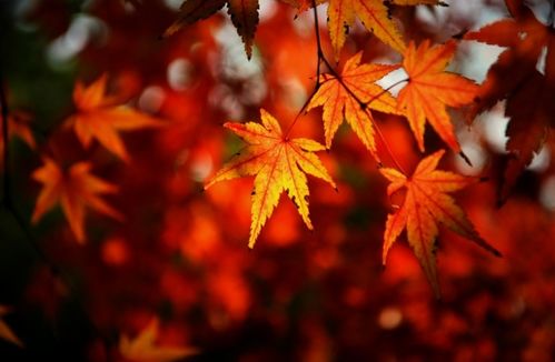 有關(guān)楓葉離別的詩句古詩詞