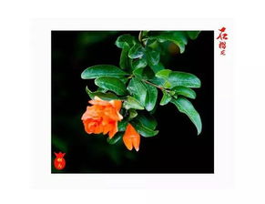 關(guān)于石榴花的詩句古詩