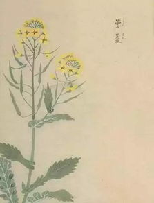 關于花朝節(jié)的詩句古詩