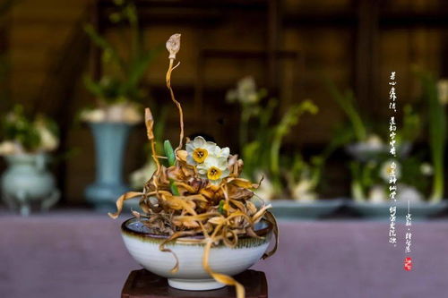 水仙,古詩(shī),句子