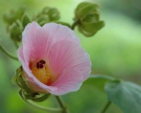關于芙蓉的詩句及解釋