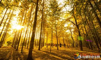深秋落葉唯美的古詩句