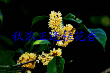 描寫桂花香的詩(shī)句大全,贊美桂花香的詩(shī)句大全,描寫桂花香的優(yōu)美詩(shī)句大全