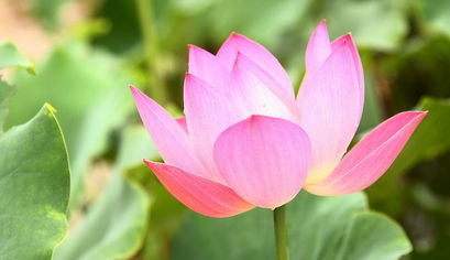 關(guān)于秋天荷花的詩句古詩大全