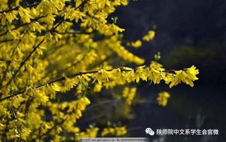 詩句,復蘇,萬物,春風