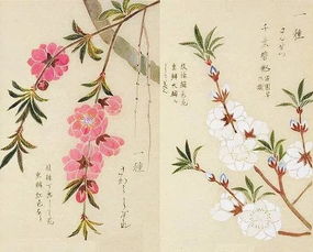 關于蜂蝶花月的詩句