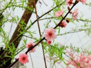 詩句,積累